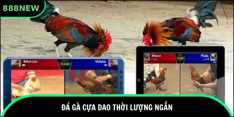 Đá gà cựa dao thời lượng ngắn