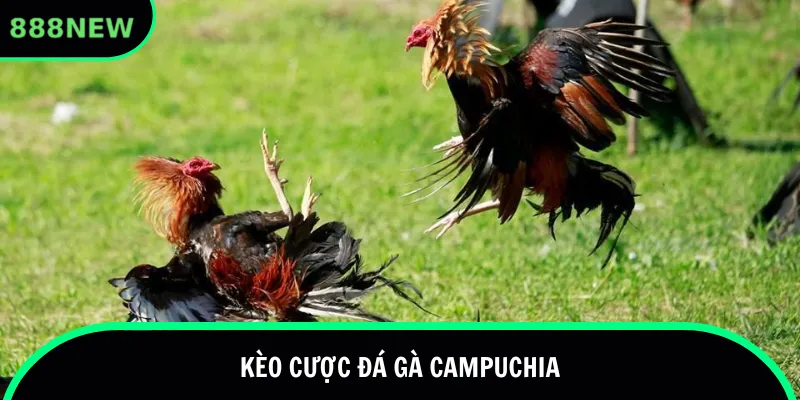 Kèo cược đá gà Campuchia