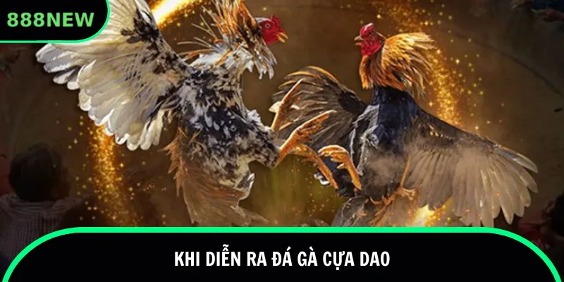 Khi diễn ra đá gà cựa dao