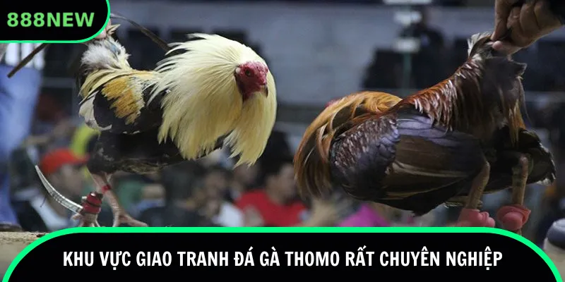 Khu vực giao tranh đá gà thomo rất chuyên nghiệp
