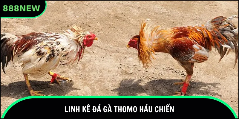 Linh kê đá gà Thomo háu chiến