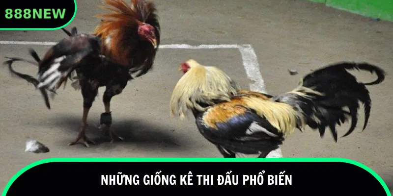Những giống kê thi đấu phổ biến
