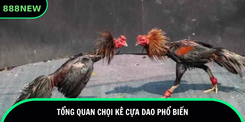 Tổng quan chọi kê cựa dao phổ biến